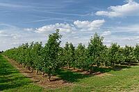 Apple trees (Malus), orchard, Kempen, Viersen district, North Rhine-Westphalia, Germany [IBR124652018]