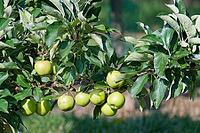 Apples (Malus) hanging from a tree, orchard, Kempen, Viersen district, North Rhine-Westphalia, Germany [IBR124652020]