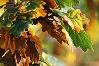 Autumn foliage of the English oak (Quercus robur), Krickenbecker Seen nature park Park, Hinsbeck, Nettetal, Viersen district, North Rhine-Westphalia, Germany [IBR124652021]