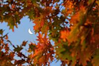 Autumn leaves of red oak (Quercus rubra) with moon at the Krickenbeck Lakes, Krickenbeck Lakes nature park Park, Hinsbeck, Nettetal, Viersen district, North Rhine-Westphalia, Germany [IBR124652022]