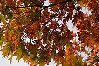 Autumn foliage of the red oak (Quercus rubra), Krickenbecker Seen nature park Park, Hinsbeck, Nettetal, Viersen district, North Rhine-Westphalia, Germany [IBR124652023]