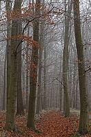 Autumn forest with copper beech (Fagus silvatica), Hülserbruch nature reserve, Krefeld, North Rhine-Westphalia, Germany [IBR124652024]
