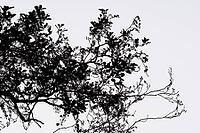 Silhouette of a branch of a black alder (Alnus glutinosa), Krickenbecker Seen nature park Park, Hinsbeck, Nettetal, Viersen district, North Rhine-Westphalia, Germany [IBR124652025]