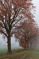 English oaks (Quercus robur) in the field, Hülserbruch, Krefeld, North Rhine-Westphalia, Germany [IBR124652026]