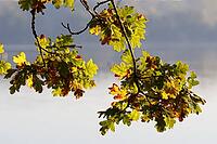 Autumn leaves of the English oak (Quercus robur) at the Krickenbecker Lakes at sunrise, Krickenbecker Lakes nature park Park, Hinsbeck, Nettetal, Viersen district, North Rhine-Westphalia, Germany [IBR124652027]