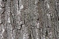 Bark of the English oak (Quercus robur), St.Hubert, Kempen, North Rhine-Westphalia, Germany [IBR124652028]