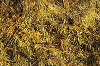 Autumn foliage of silver willow (Salix alba), Krickenbecker Seen nature park Park, Hinsbeck, Nettetal, Viersen district, North Rhine-Westphalia, Germany [IBR124652029]