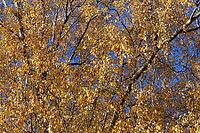 Sand birch (Betula pendula) in autumn, Hülserbruch, Krefeld, North Rhine-Westphalia, Germany [IBR124652030]