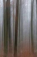 Autumn forest with copper beech (Fagus silvatica), blurred, ICM, long exposure, Hülserbruch nature reserve, Krefeld, North Rhine-Westphalia, Germany [IBR124652031]
