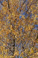 Sand birch (Betula pendula) in autumn, Hülserbruch, Krefeld, North Rhine-Westphalia, Germany [IBR124652032]