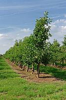 Apple trees (Malus), orchard, Kempen, Viersen district, North Rhine-Westphalia, Germany [IBR124652033]