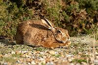 European brown hare (Lepus europaeus) adult animal resting in grassland, England, United Kingdom [IBR124693038]