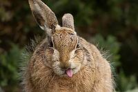 European brown hare (Lepus europaeus) adult animal humously sticking its tongue out, England, United Kingdom [IBR124693039]
