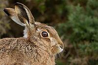 European brown hare (Lepus europaeus) adult animal head portrait, England, United Kingdom [IBR124693041]