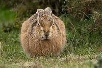 European brown hare (Lepus europaeus) adult animal resting in grassland, England, United Kingdom [IBR124693043]