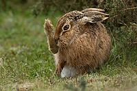 European brown hare (Lepus europaeus) adult animal washing its foot, England, United Kingdom [IBR124693044]