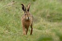 European brown hare (Lepus europaeus) adult animal on grassland, England, United Kingdom [IBR124693045]
