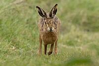 European brown hare (Lepus europaeus) adult animal running on grassland, England, United Kingdom [IBR124693046]