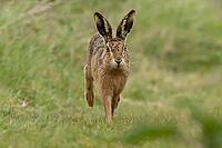 European brown hare (Lepus europaeus) adult animal running on grassland, England, United Kingdom [IBR124693047]