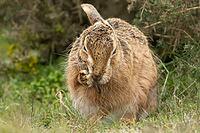 European brown hare (Lepus europaeus) adult animal washing its ear, England, United Kingdom [IBR124693048]