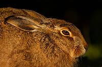 European brown hare (Lepus europaeus) adult animal head portrait, England, United Kingdom [IBR124693049]
