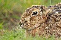 European brown hare (Lepus europaeus) adult animal resting in grassland, England, United Kingdom [IBR124693050]