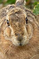 European brown hare (Lepus europaeus) adult animal head portrait, England, United Kingdom [IBR124693051]