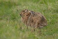 European brown hare (Lepus europaeus) adult animal sleeping in grassland, England, United Kingdom [IBR124693052]