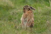European brown hare (Lepus europaeus) adult animal washing on grassland, England, United Kingdom [IBR124693053]