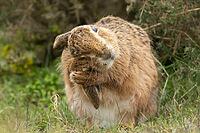 European brown hare (Lepus europaeus) adult animal washing its ear, England, United Kingdom [IBR124693054]