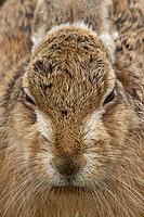 European brown hare (Lepus europaeus) adult animal head portrait, England, United Kingdom [IBR124693055]