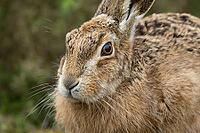 European brown hare (Lepus europaeus) adult animal head portrait, England, United Kingdom [IBR124693056]