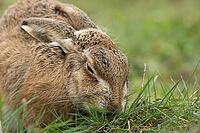 European brown hare (Lepus europaeus) adult animal feeding in grassland, England, United Kingdom [IBR124693057]