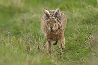 European brown hare (Lepus europaeus) adult animal running on grassland, England, United Kingdom [IBR124693058]