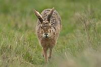 European brown hare (Lepus europaeus) adult animal running on grassland, England, United Kingdom [IBR124693059]