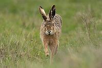 European brown hare (Lepus europaeus) adult animal running on grassland, England, United Kingdom [IBR124693060]