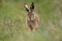 European brown hare (Lepus europaeus) adult animal running on grassland, England, United Kingdom [IBR124693061]
