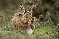 European brown hare (Lepus europaeus) adult animal on grassland, England, United Kingdom [IBR124693062]