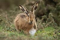 European brown hare (Lepus europaeus) adult animal on grassland, England, United Kingdom [IBR124693063]