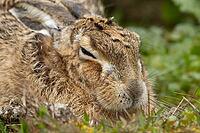 European brown hare (Lepus europaeus) adult animal sleeping in grassland, England, United Kingdom [IBR124693064]