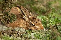 European brown hare (Lepus europaeus) adult animal sleeping in grassland, England, United Kingdom [IBR124693065]