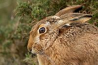 European brown hare (Lepus europaeus) adult animal head portrait, England, United Kingdom [IBR124693066]