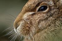 European brown hare (Lepus europaeus) adult animal head portrait, England, United Kingdom [IBR124693067]