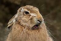 European brown hare (Lepus europaeus) sleepy adult animal with its mouth open yawning, England, United Kingdom [IBR124693068]
