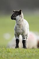 Domestic sheep (Ovis aries) juvenile baby lamb farm animal in a grass field in spring, England, United Kingdom [IBR124693069]