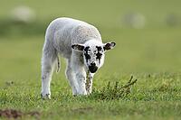 Domestic sheep (Ovis aries) juvenile baby lamb farm animal in a grass field in spring, England, United Kingdom [IBR124693070]
