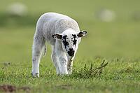 Domestic sheep (Ovis aries) juvenile baby lamb farm animal in a grass field in spring, England, United Kingdom [IBR124693071]