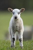Domestic sheep (Ovis aries) juvenile baby lamb farm animal in a grass field in spring, England, United Kingdom [IBR124693073]