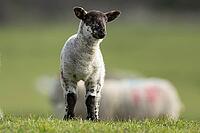Domestic sheep (Ovis aries) juvenile baby lamb farm animal in a grass field in spring, England, United Kingdom [IBR124693074]