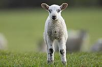 Domestic sheep (Ovis aries) juvenile baby lamb farm animal in a grass field in spring, England, United Kingdom [IBR124693075]